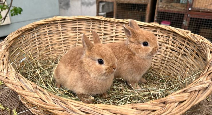 Iğdır Büyümeyen Tavşan