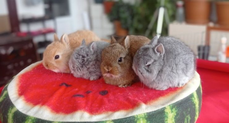 Iğdır Cins Tavşan