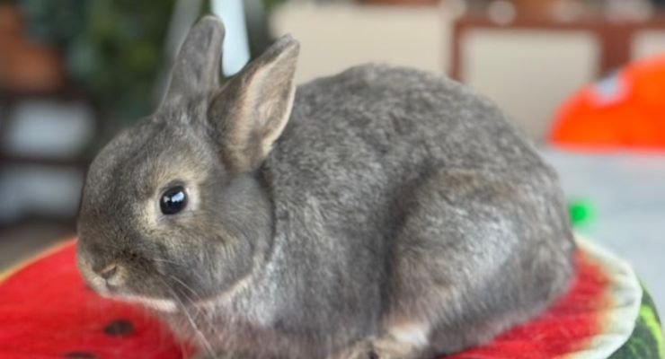 Iğdır Ev Tavşanı