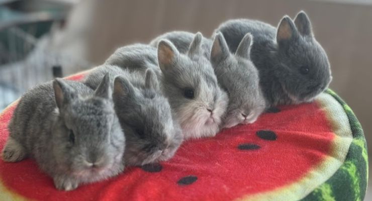 Iğdır Evcil Tavşan