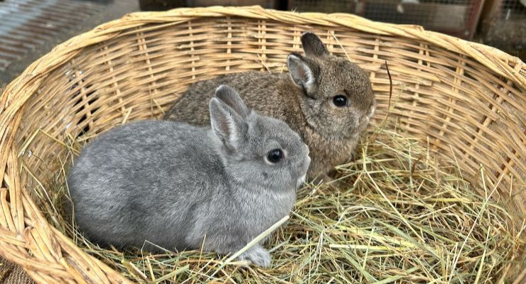 Iğdır Yavru Tavşan