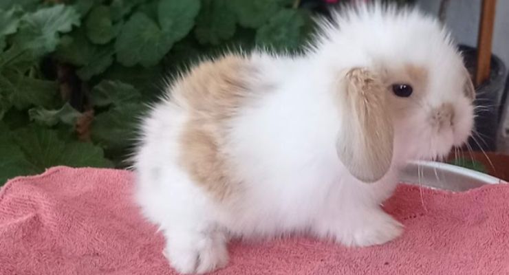 Iğdır Hollanda Lop Tavşan